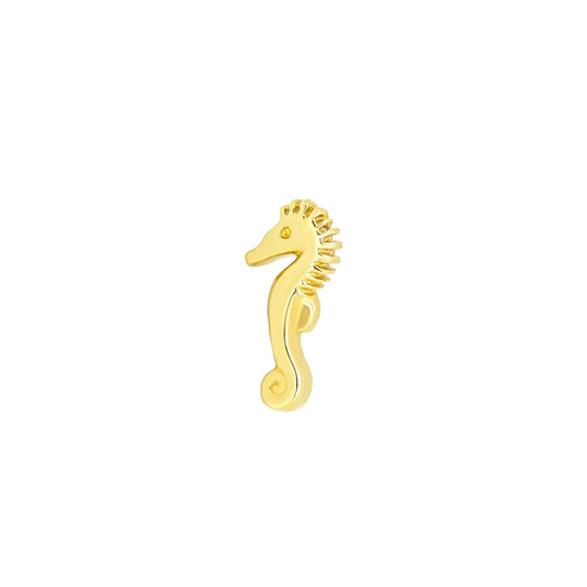 Seahorse From Mushroom